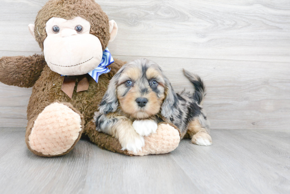 Sweet Cavapoo Baby