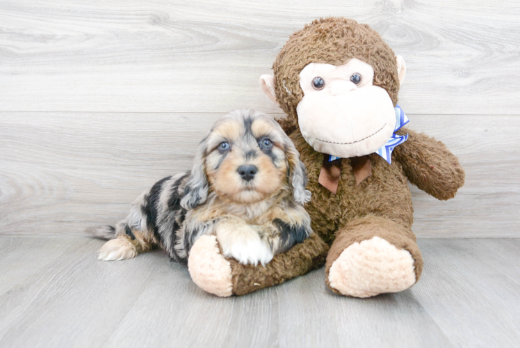 Fluffy Cavapoo Poodle Mix Pup