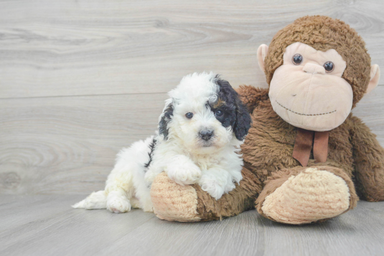 Cavapoo Puppy for Adoption