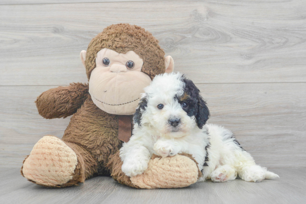 Cute Cavapoo Baby