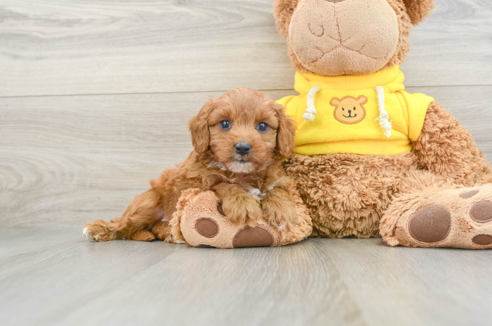 6 week old Cavapoo Puppy For Sale - Premier Pups