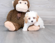 9 week old Cavapoo Puppy For Sale - Premier Pups