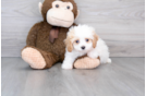 Cavapoo Pup Being Cute