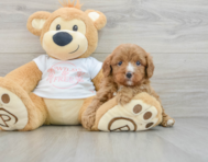 8 week old Cavapoo Puppy For Sale - Premier Pups