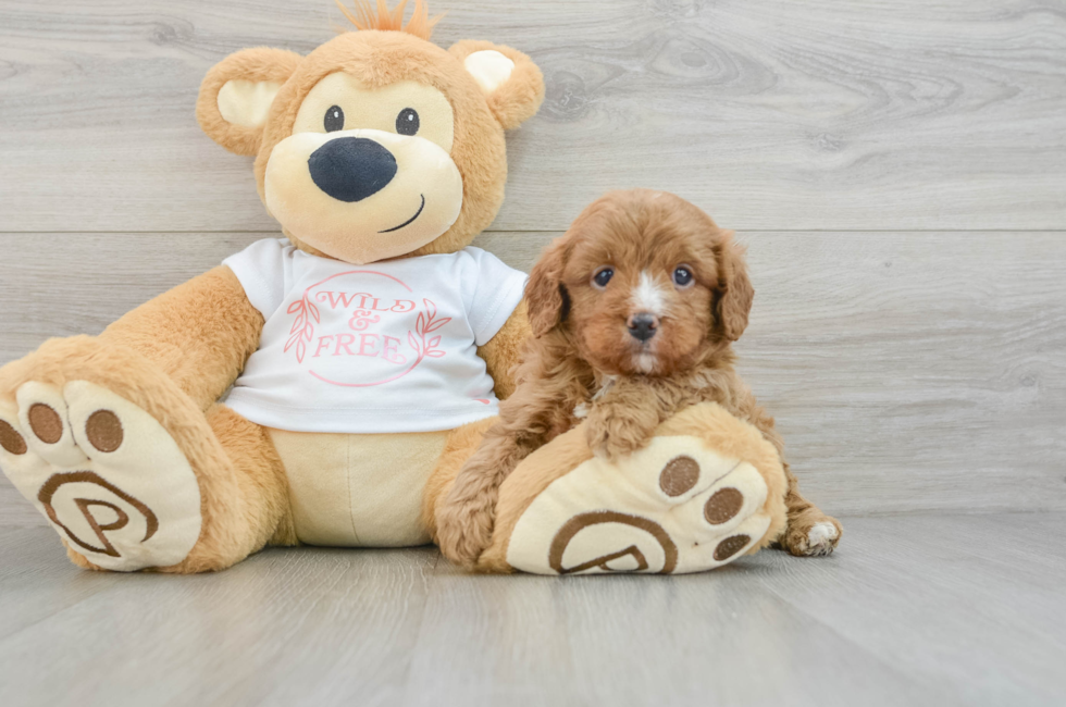 5 week old Cavapoo Puppy For Sale - Premier Pups