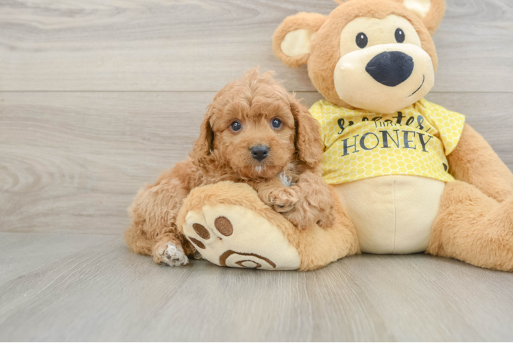 Cavapoo Pup Being Cute