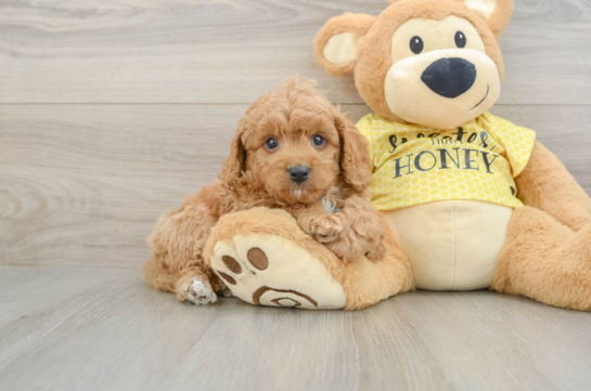 Cavapoo Pup Being Cute