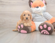 7 week old Cavapoo Puppy For Sale - Premier Pups