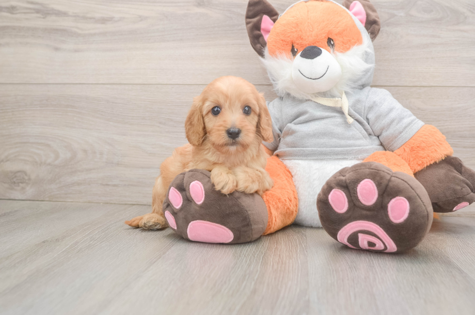 5 week old Cavapoo Puppy For Sale - Premier Pups