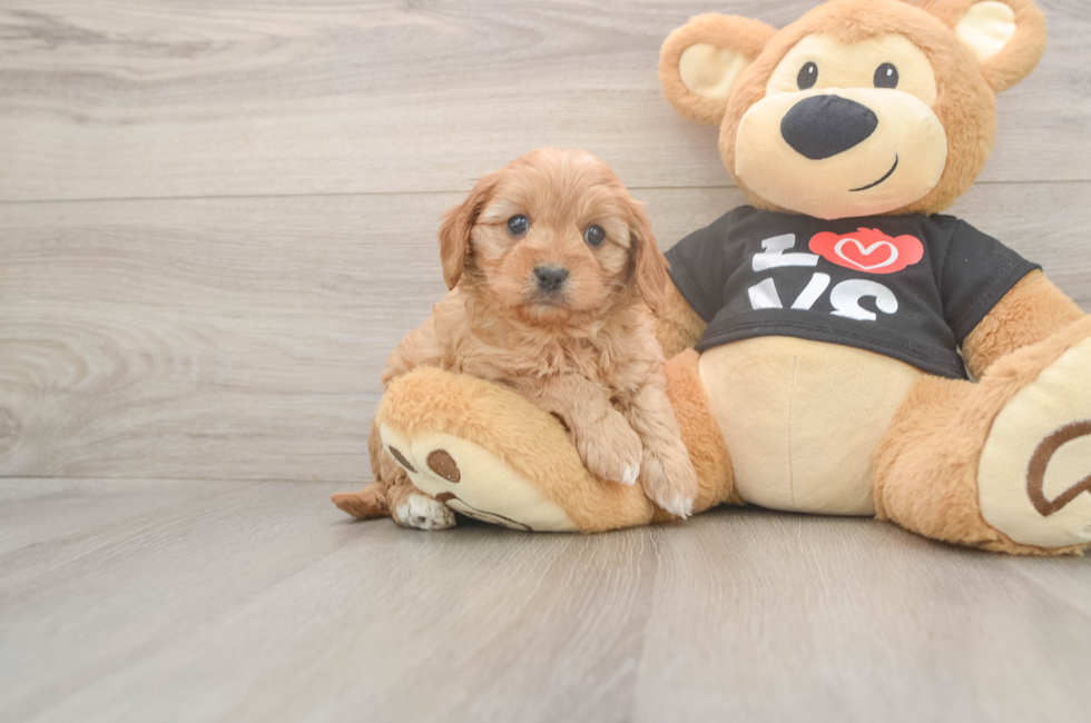 5 week old Cavapoo Puppy For Sale - Premier Pups
