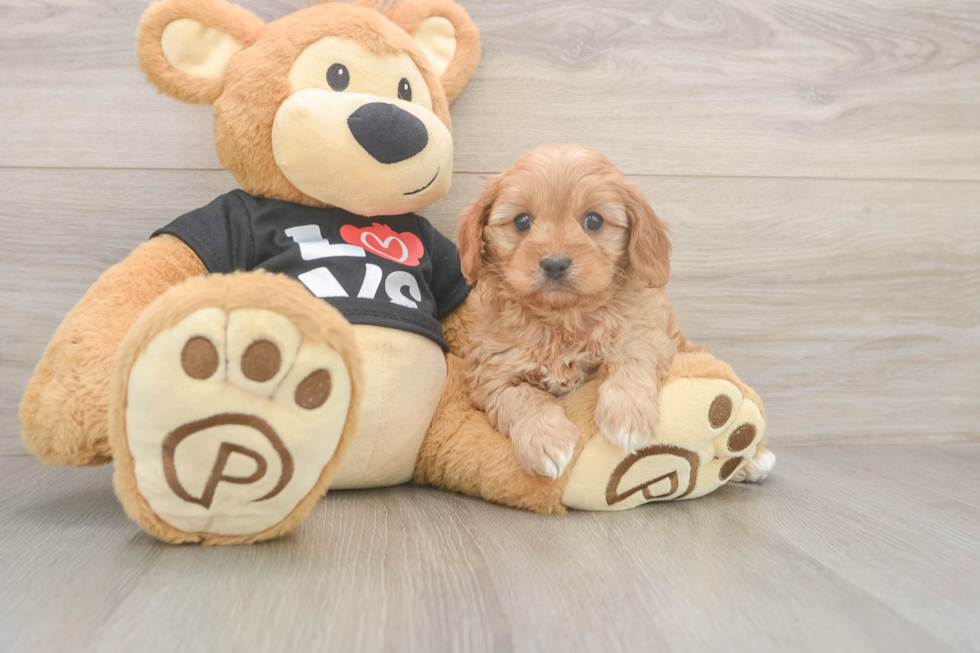 Adorable Cavalier King Charles Spaniel and Poodle Mix Poodle Mix Puppy