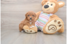 Cavapoo Puppy for Adoption