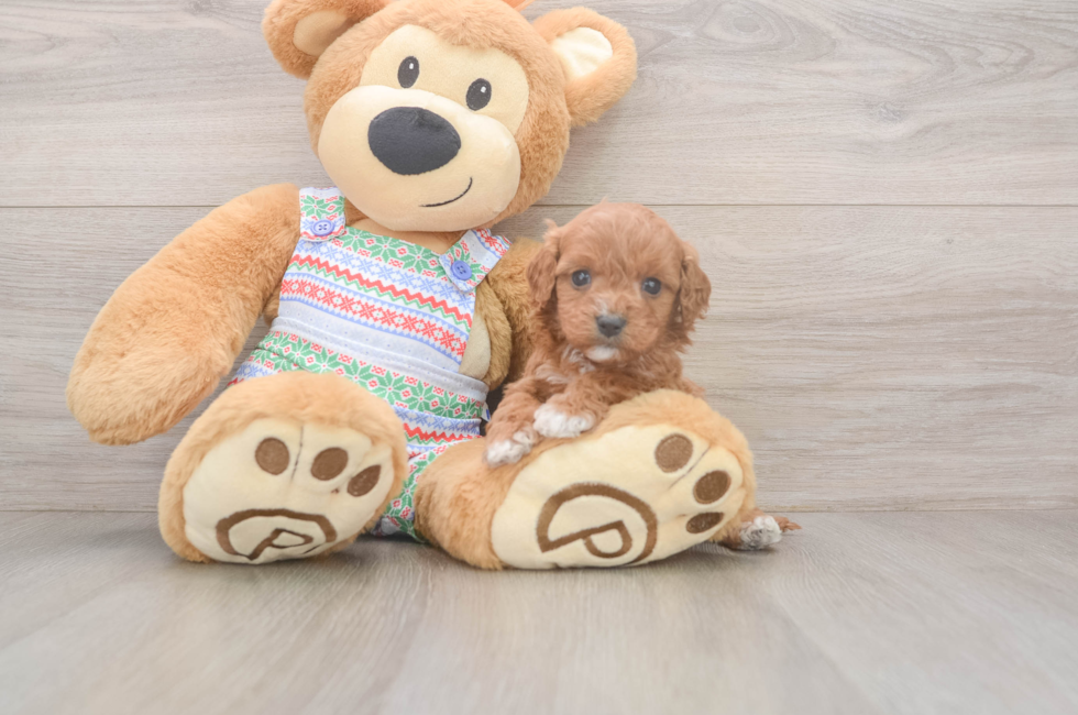 5 week old Cavapoo Puppy For Sale - Premier Pups
