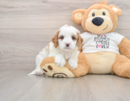 8 week old Cavapoo Puppy For Sale - Premier Pups