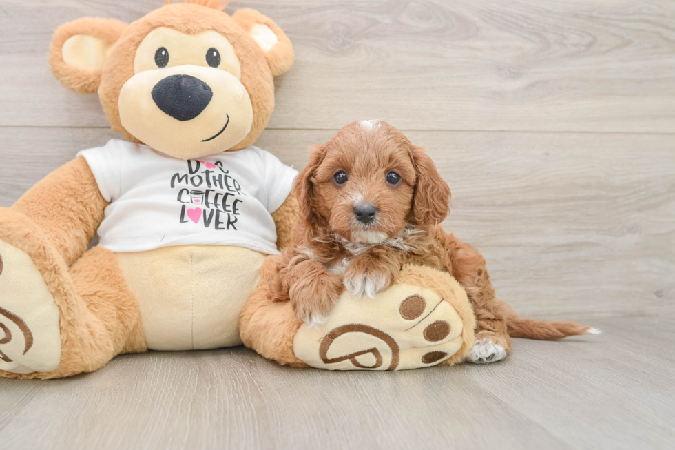 Cavapoo Pup Being Cute