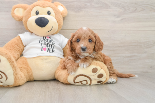Cavapoo Pup Being Cute