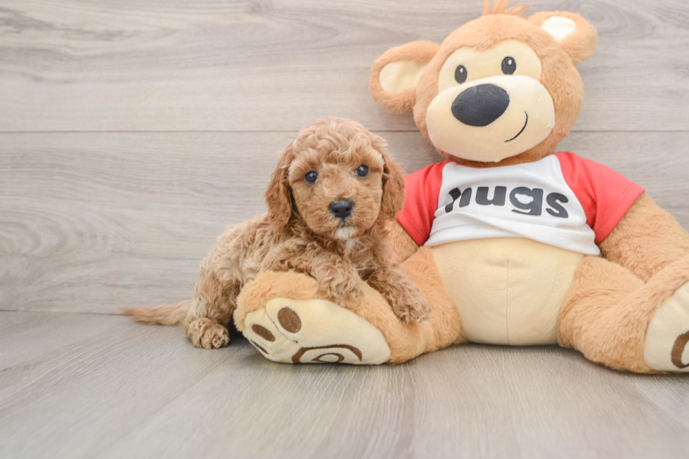 Happy Cavapoo Baby