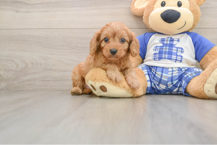 Best Cavapoo Baby