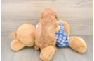 Cavapoo Pup Being Cute