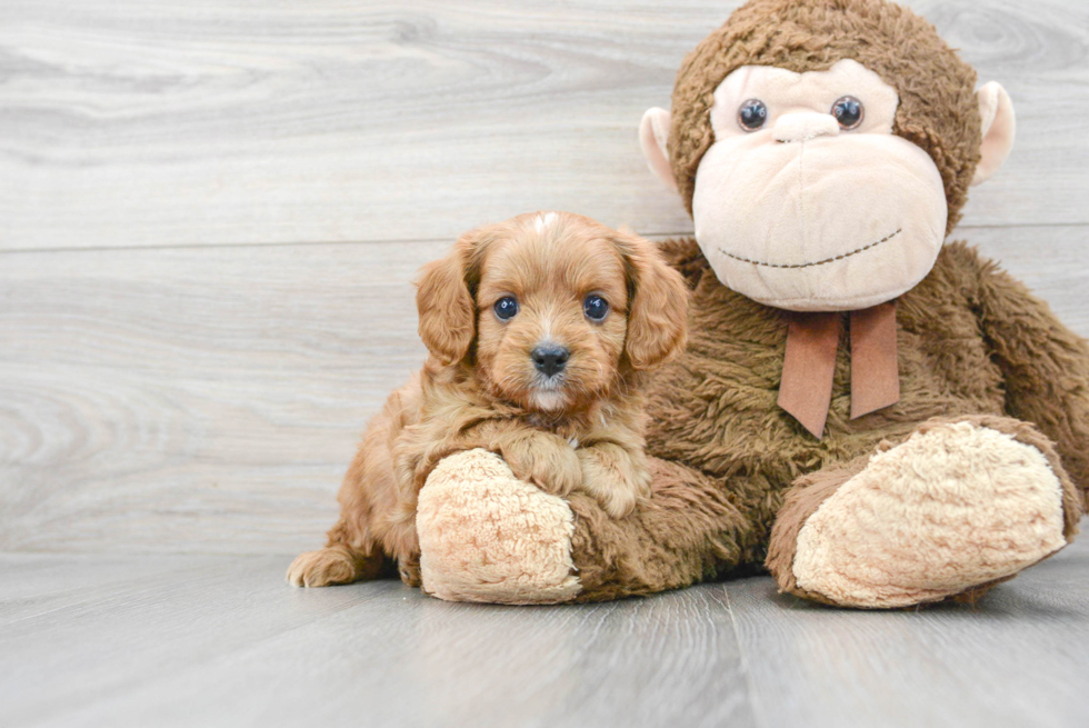 Friendly Cavapoo Baby