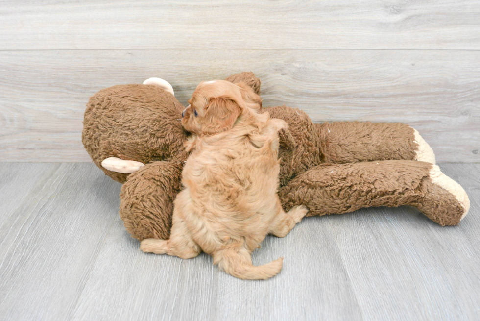 Adorable Cavoodle Poodle Mix Puppy