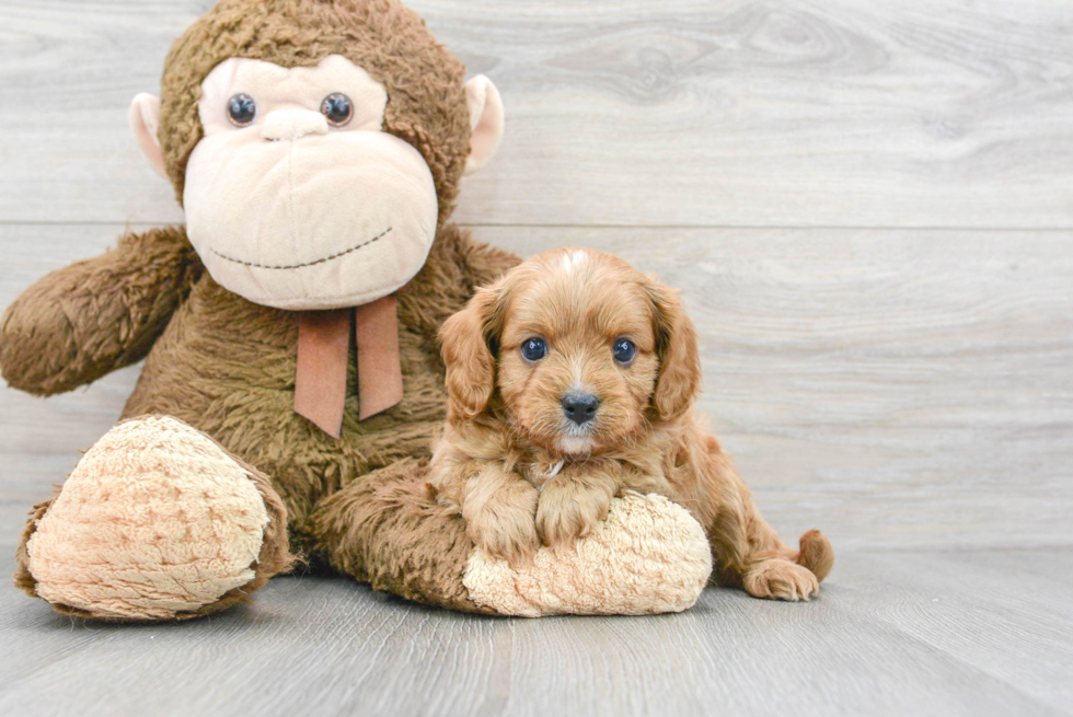 Happy Cavapoo Baby