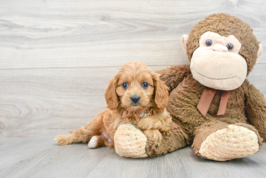 Cavapoo Puppy for Adoption