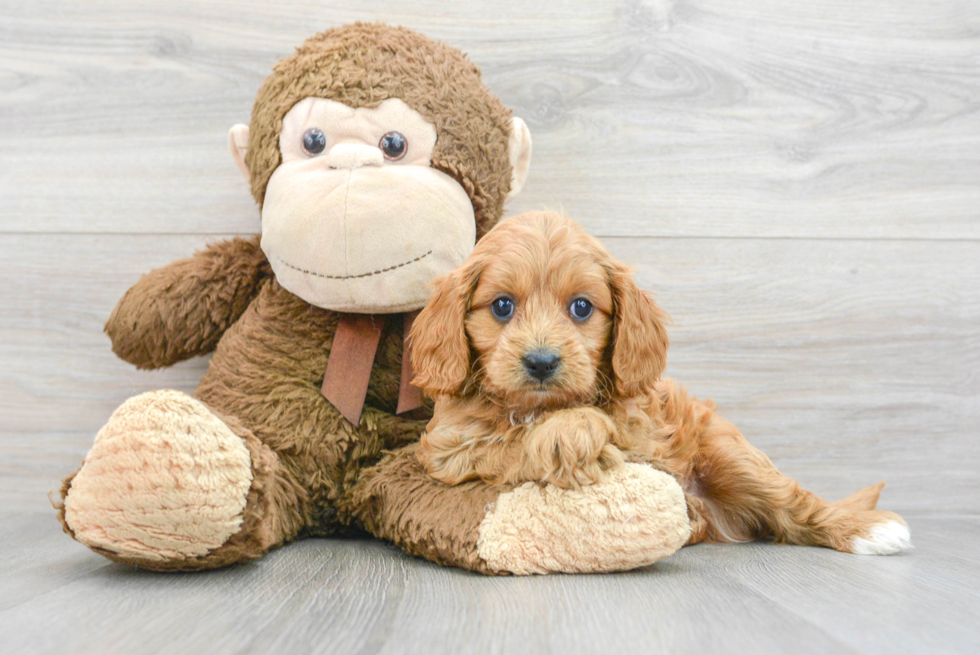 Friendly Cavapoo Baby