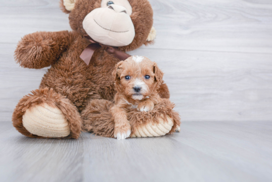 Friendly Cavapoo Baby