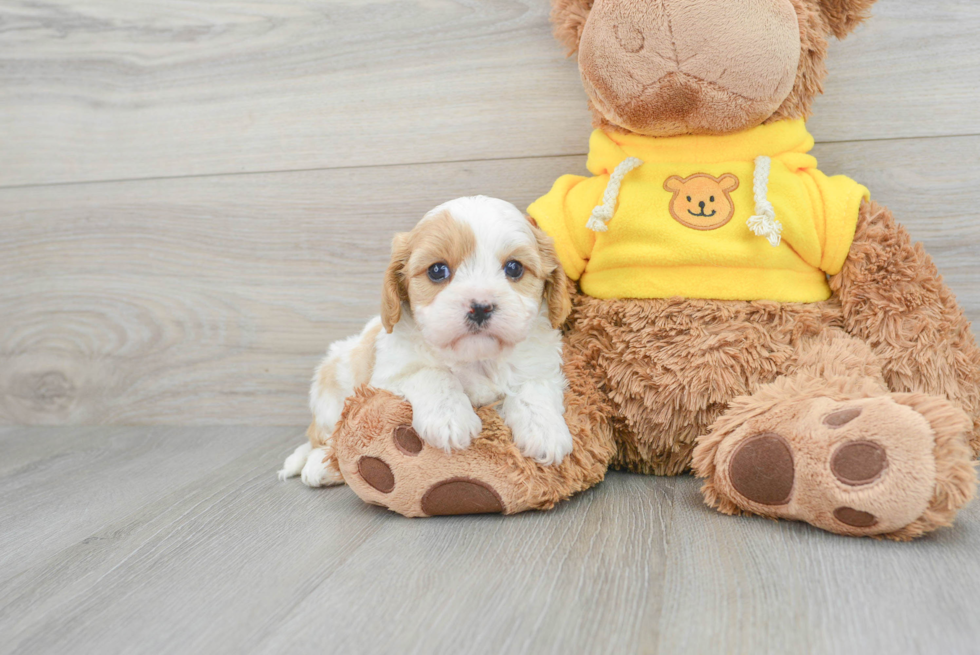 Funny Cavapoo Poodle Mix Pup