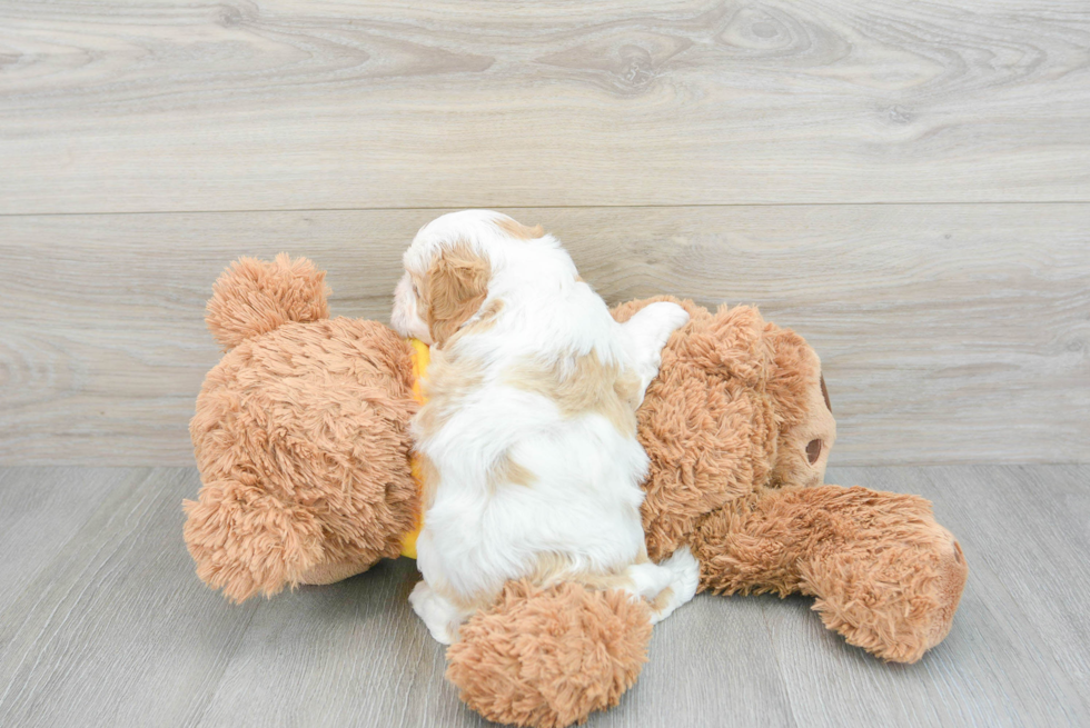 Sweet Cavapoo Baby
