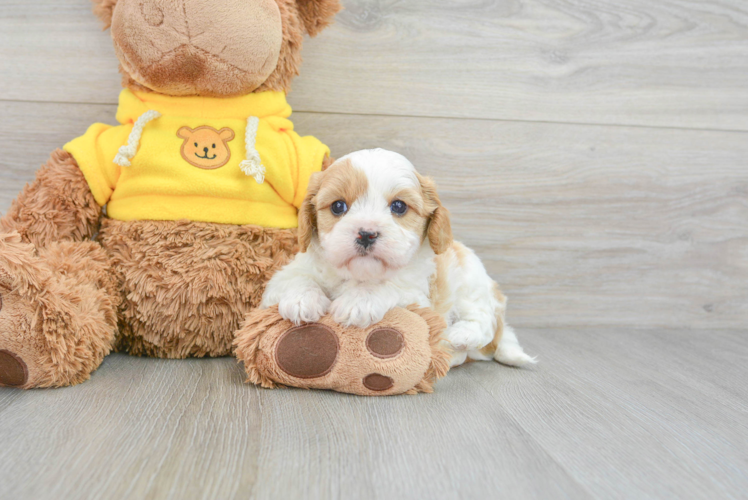 Best Cavapoo Baby