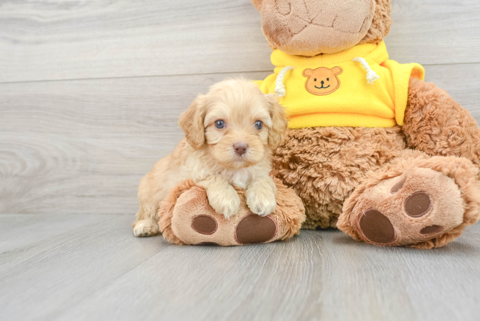 Best Cavapoo Baby