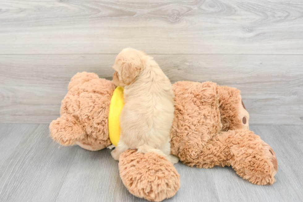 Cavapoo Pup Being Cute