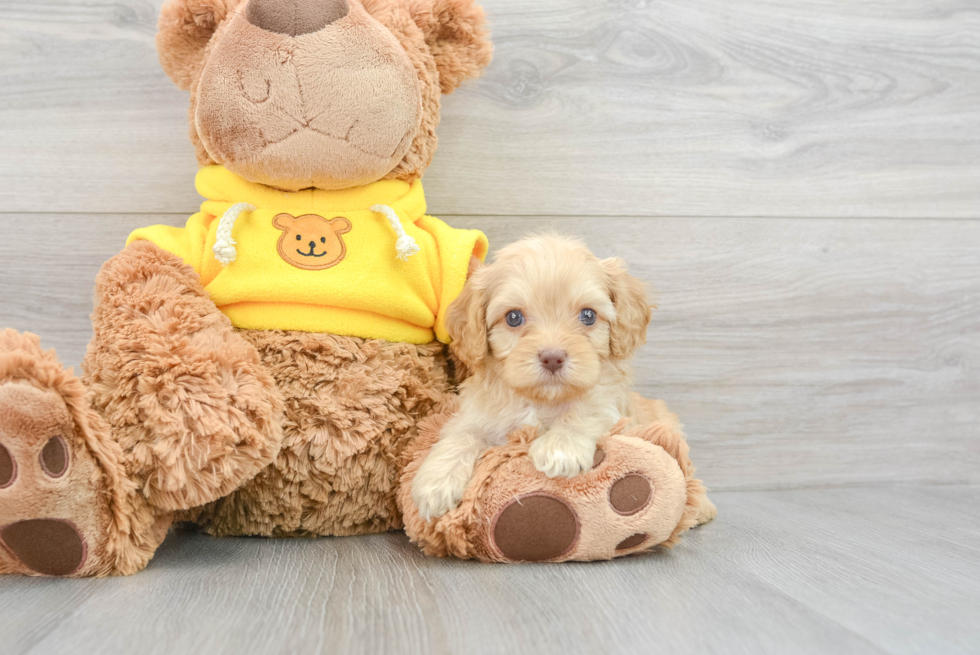 Smart Cavapoo Poodle Mix Pup