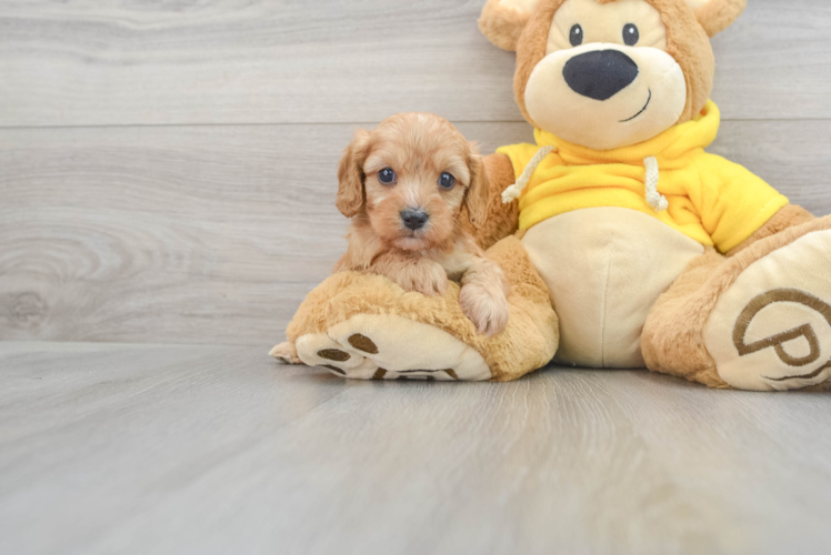 Best Cavapoo Baby