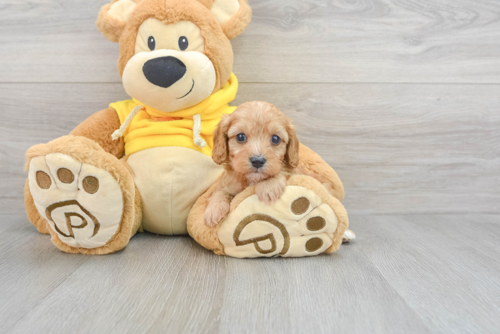 Cavapoo Pup Being Cute