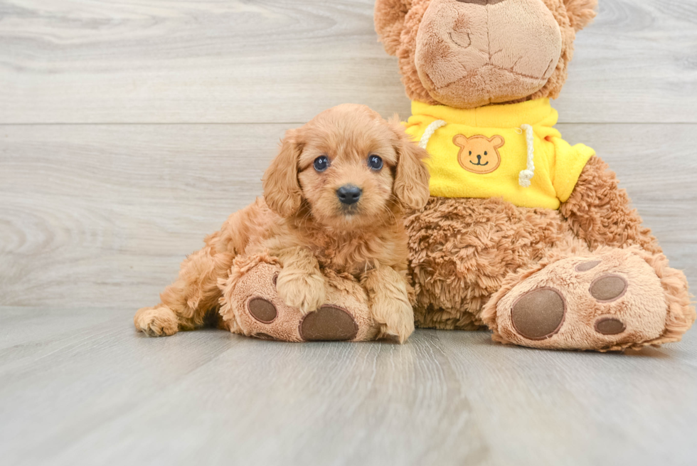 Best Cavapoo Baby