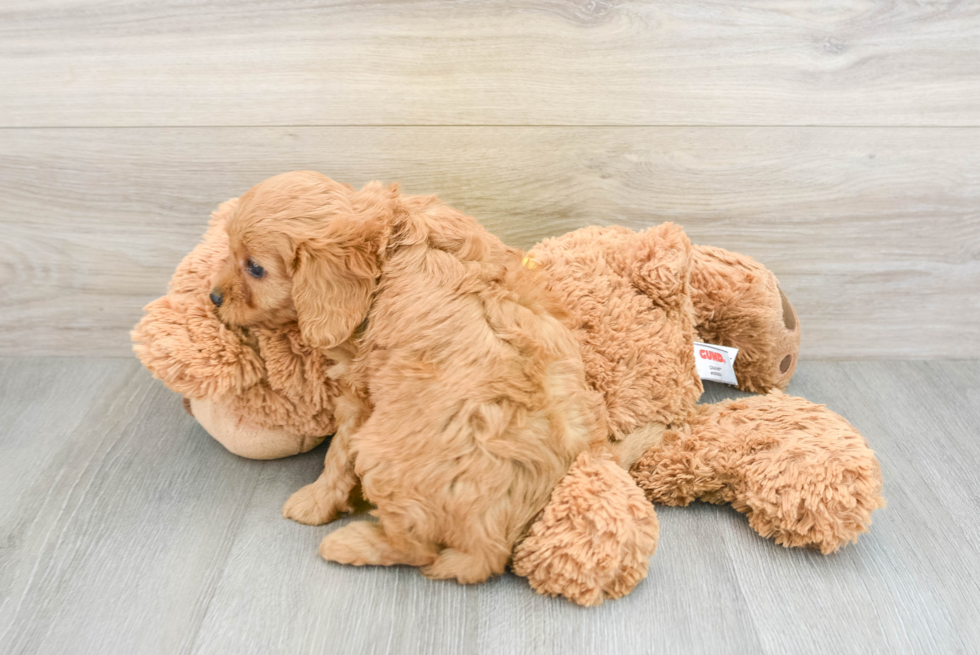 Cavapoo Pup Being Cute