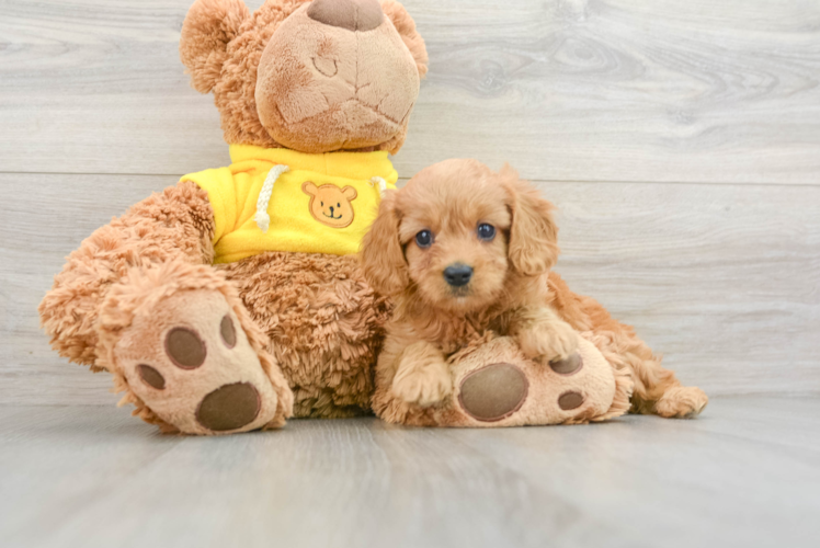 Petite Cavapoo Poodle Mix Pup