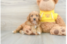 Smart Cavapoo Poodle Mix Pup