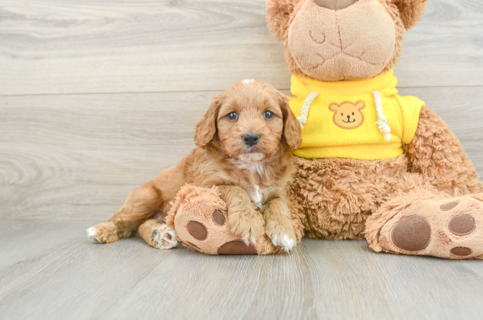 6 week old Cavapoo Puppy For Sale - Premier Pups