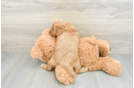 Cavapoo Puppy for Adoption