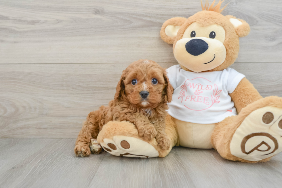 Cavapoo Pup Being Cute