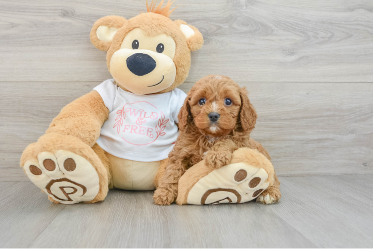 Adorable Cavalier King Charles Spaniel and Poodle Mix Poodle Mix Puppy