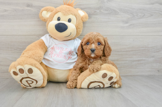 Adorable Cavalier King Charles Spaniel and Poodle Mix Poodle Mix Puppy