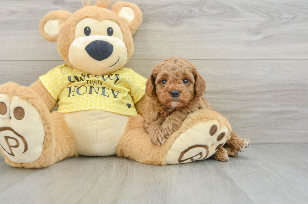 5 week old Cavapoo Puppy For Sale - Premier Pups