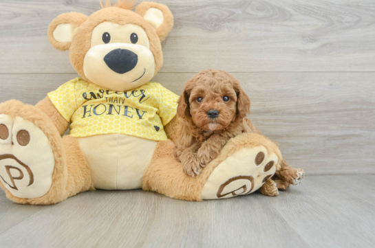 Popular Cavapoo Poodle Mix Pup