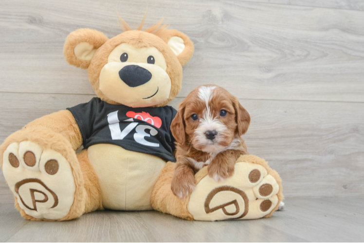 Smart Cavapoo Poodle Mix Pup
