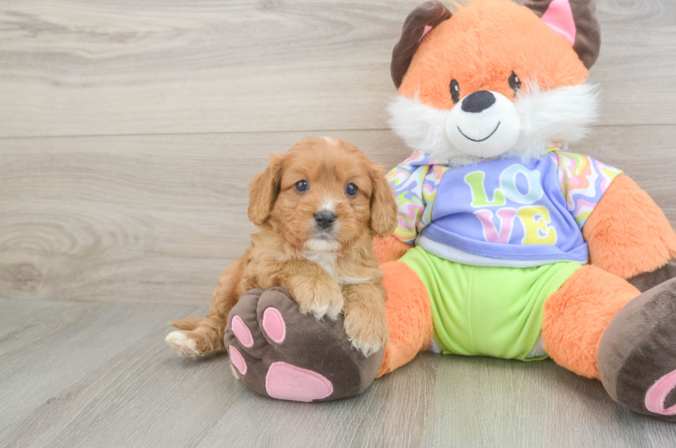 6 week old Cavapoo Puppy For Sale - Premier Pups